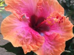 Other Grafted Hibiscus