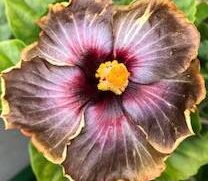 Grafted Hibiscus
