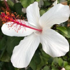 Botanical Hibiscus
