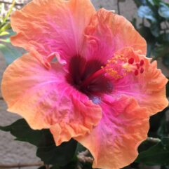 Other Grafted Hibiscus