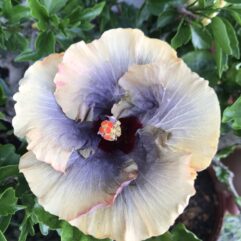 Tahitian Moody Blue