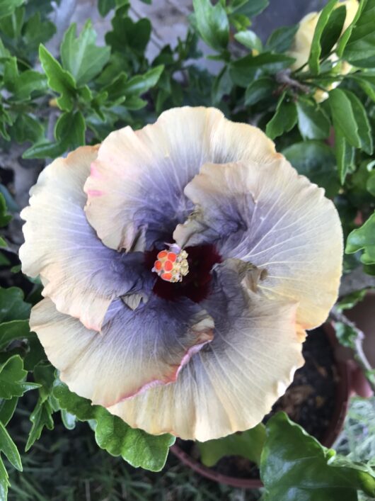 Tahitian Moody Blue