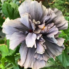 Moorea Hibiscus