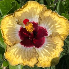 Indian Hibiscus