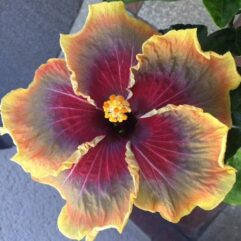 Tahitian Hibiscus