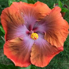 Tahitian Sophistication