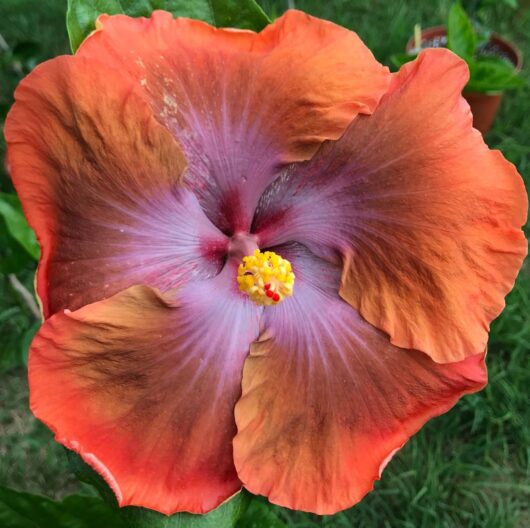 Tahitian Sophistication