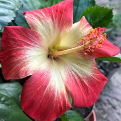 Non-grafted Hibiscus