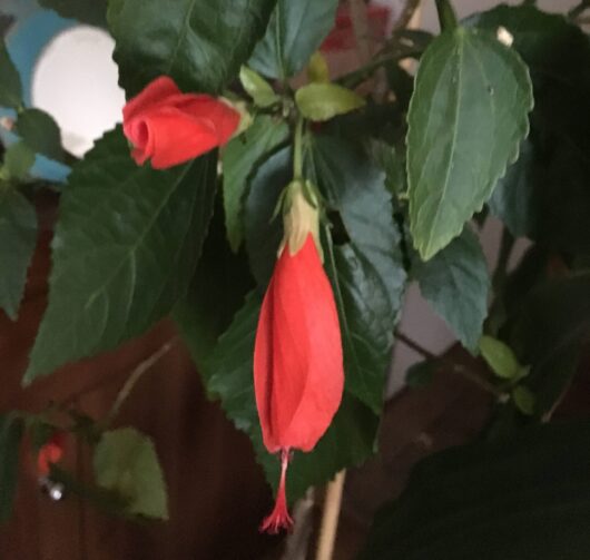 Malvaviscus arboreus var. penduliflorus 'red'