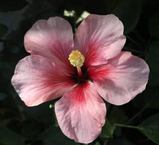Pink Dream