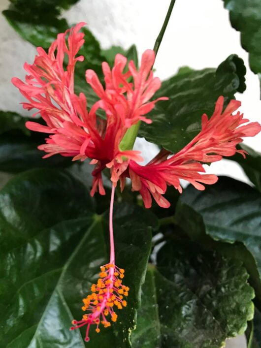 Hibiscus Schizopetalus