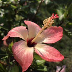Hibiscus cooperi 'Naselai Pink'