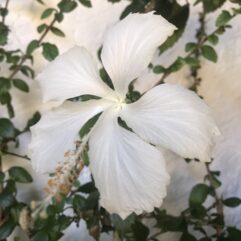 Danity White