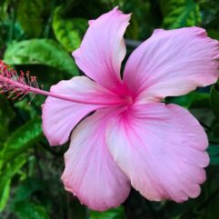Danity Pink