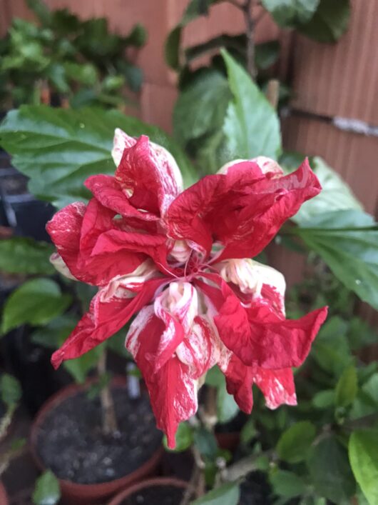 Hibiscus baptistii