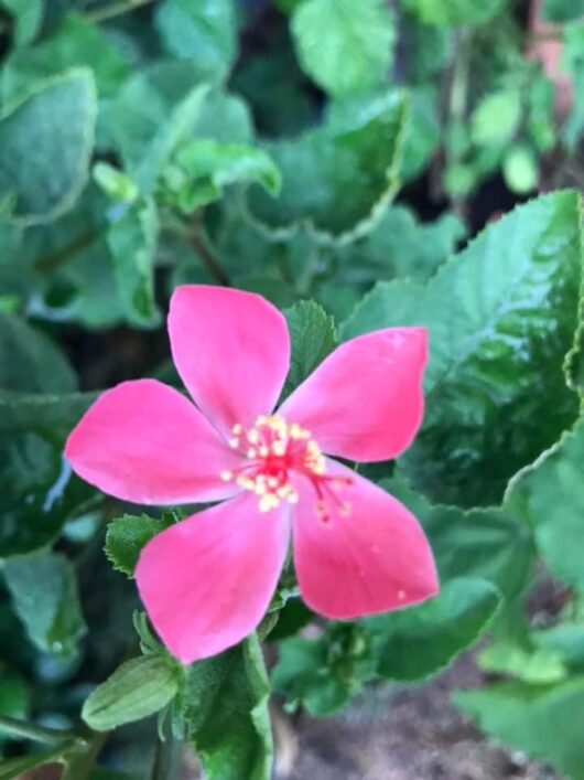 Hibiscus ferrugineus
