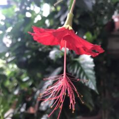 Hibiscus grandidieri var. phanerandrus