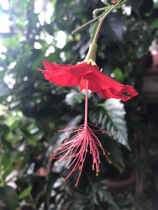 Hibiscus grandidieri var. phanerandrus