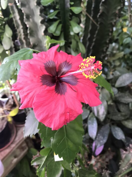 Hibiscus macverryii