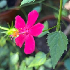 Hibiscus poeppigii