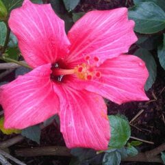 Hibiscus fragilis