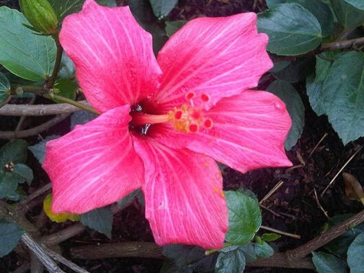 Hibiscus fragilis