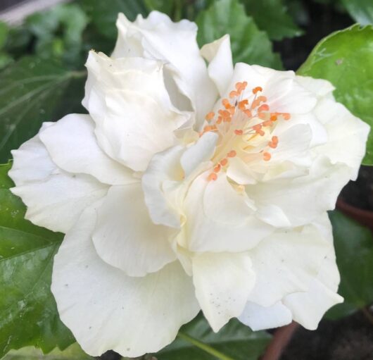 Kona White