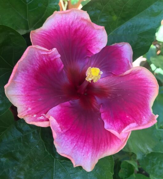 Moorea Imperial Blossom