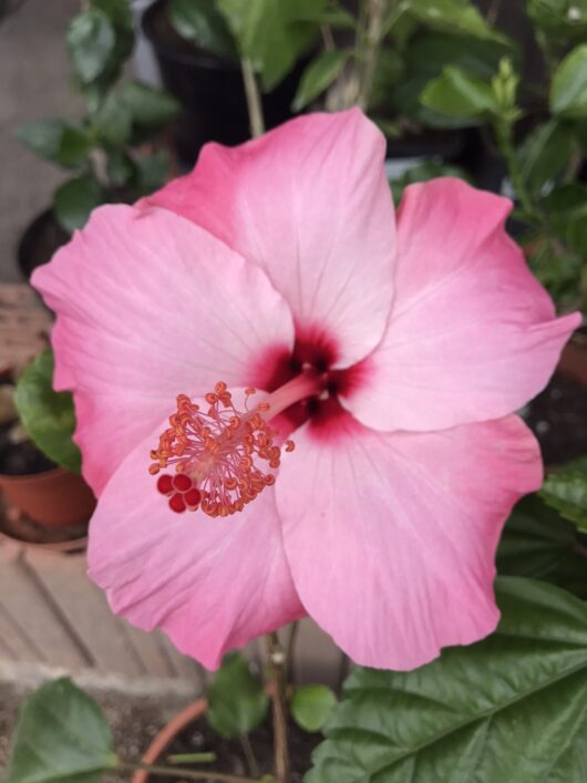 Pinky