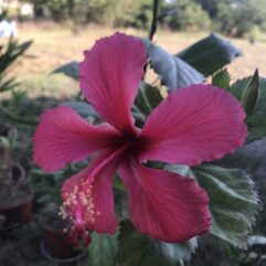 Versicolor Pink