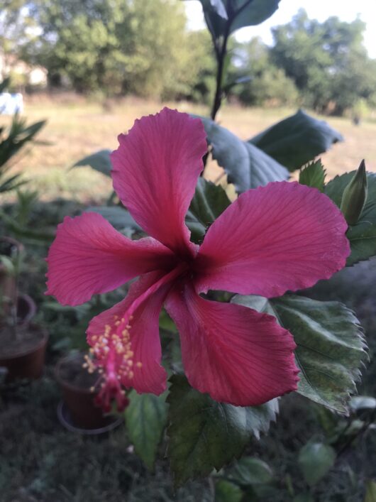 Versicolor Pink
