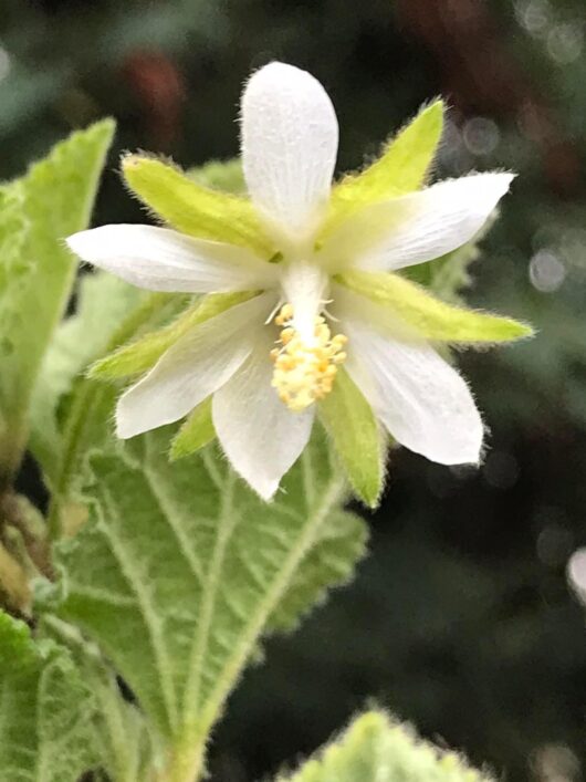 Hibiscus fuscus