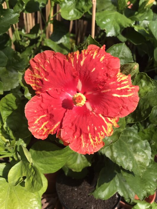 Tahitian Star Nova