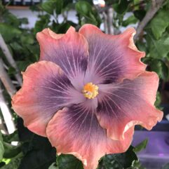 Petar's Phoenix