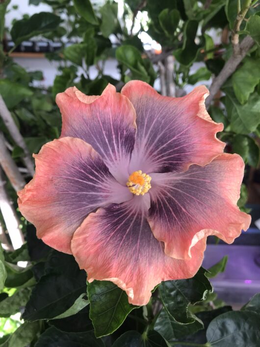 Petar's Phoenix